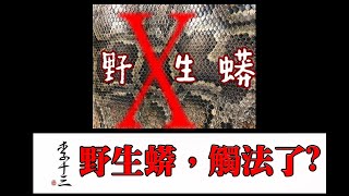 李十三二胡【懸胡濟世】野生蟒，觸法了?!