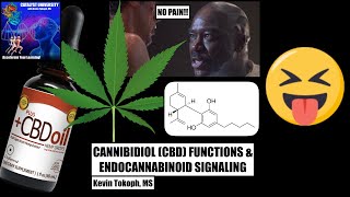 [Re-upload] How Does CBD Oil Work? | Mechanisms of THC and CBD in Pain