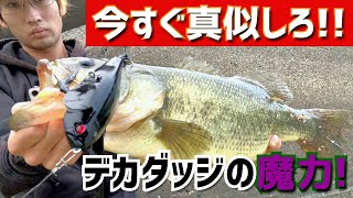 【バス釣り】秋にデカ羽根投げないの？かなり損してる…  レイドジャパン デカダッジ  検)トップウォーター クローラーベイト