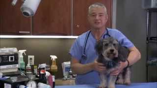 Vets Love It; Pets Love It! Kangen Water