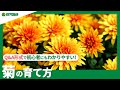 ☘28:菊（キク）の育て方｜どんな品種があるの？置き場所や、摘心、肥料の与え方などもご紹介｜【PlantiaQ&A】植物の情報、育て方をQ&A形式でご紹介