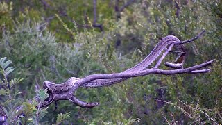 Python Kills a Bird!