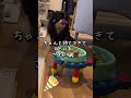 誕生日ケーキにがっつくチワワ shorts チワワ ロングコートチワワ 犬 ブラタン 多頭飼い 誕生日 happybirthday 誕生日ケーキ