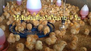 การเริ่มเลี้ยงไก่ไข่อายุ 1 วัน สั่งจองลูกไก่โทร 084-090-8713 , 084-090-8714