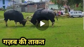 👍ताकतवर जंगली गौर👍Powerful Wild Gaur #Indian #Bison.👍Endangered Species of South India👍