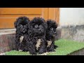 lhasa apso ×shitzu puppy female rate 5500 rate. 8899071581 7500938819 wp only