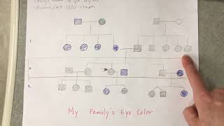 Berkeley's Family Pedigree Explanation