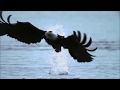 Fly Like An Eagle ~ Steve Miller Band {Music Video HD}