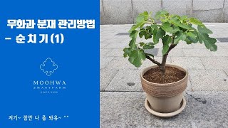 (3단형) 희귀하고 귀여운 무화과 분재... 이렇게 관리해 보세요~ 그리고 잘 관리해서 완숙된 열매도 따 보자구요!