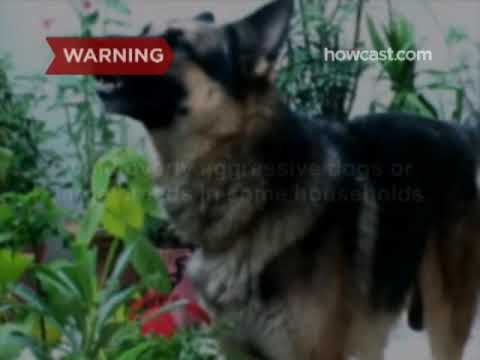 How to Choose the Best Guard Dog How to Choose the Best Guard Dog