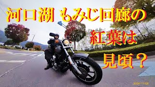 河口湖『もみじ回廊』の紅葉は見頃なのか？#ショベルローライダー #insta360x3 #紅葉 #河口湖紅葉まつり #shovelhead #河口湖もみじ回廊 #lowrider #ローライダー