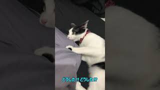 突然反抗期がやって来た猫#shorts