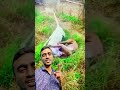 দুই কুত্তা ঝগড়া করে বাকি কুত্তা তামাশা দেখে। shortvideo funny dog