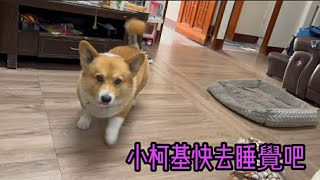 小柯基睡覺了喔～ #柯基 #狗狗搞笑 #狗狗 #小狗 #柯基 #poecilia #毛小孩 #dog #dogs