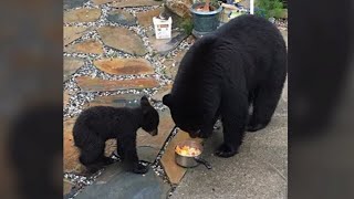 B.C. man fined $5K for feeding backyard black bears in in 2018