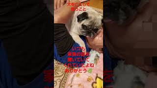 犬を亡くして#パグ脳炎