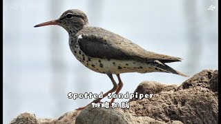 Spotted Sandpiper