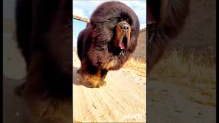 Animals transfarmation #animals #animalstransformation #shorts #short #shortvideo #subscribe