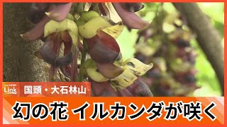 「幻の花」イルカンダが国頭村の大石林山で開花　紫色のブドウのような花が見物客を楽しませる