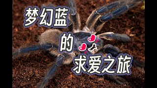 捕鸟蛛求偶记  The tarantulas's Courtship