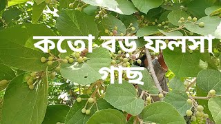 বুড়ো থেকে কচি সবাই খেতে ভালোবাসে। ফলসা গাছ।