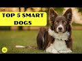 Discover the Top 5 Most Intelligent Dog Breeds in the World!