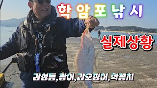 태안 학암포 낚시 실제상황!