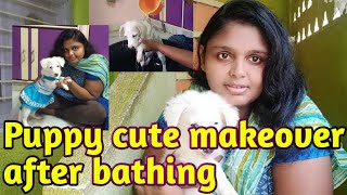 Pomeranian puppy bathing and grooming in telugu | puppy bathing in telugu | puppy bathing