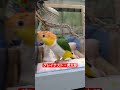 【パロディ📽️】シロハラインコ🥰虎太郎🫡放鳥おねだり✕グレイテスト・○ョーマン😀