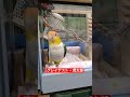 【パロディ📽️】シロハラインコ🥰虎太郎🫡放鳥おねだり✕グレイテスト・○ョーマン😀