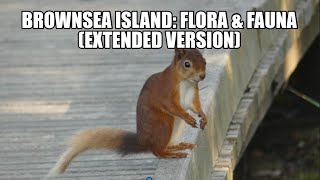 Brownsea Island: Flora \u0026 Fauna (Extended Version)