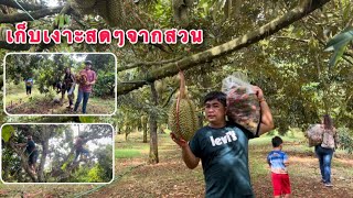 เก็บเงาะสดๆจากต้น ดูทุเรียนภูเขาไฟ ศรีสะเกษ