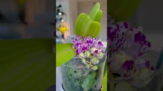 First time bloomers Rhynchostylis gigantea spots and a mislabeled rhynchostylis