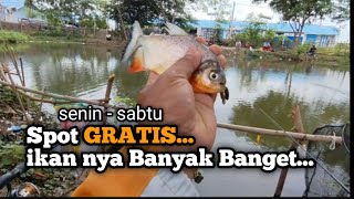 TEST LANGSUNG!!! Umpan Bawal paling gacor untuk mancing di Danau