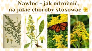 Nawłoć pospolita, kanadyjska, późna- jak odróżnić, na co stosować 🌼🌼🌼💚