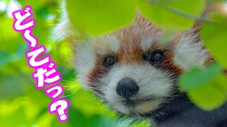 【円山動物園のレッサーパンダ】ココはドコ？　Where is Coco?