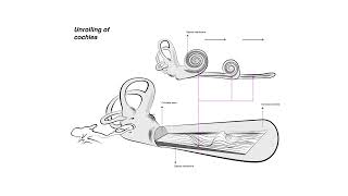 MUTOR 2.0 - The Science of Music - The auditory system