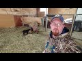 how to treat mastitis in goats diy home treatment