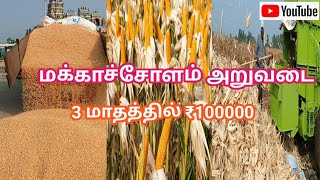 மக்காச்சோளம் சாகுபடி செய்யும் முறை | corn 🌽 farming in agriculture land | Agriculture creatives