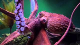 Giant Pacific Octopuses are Extreme