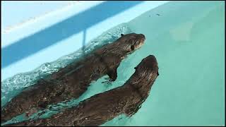 コツメカワウソ（平川動物公園）