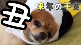 [ポメラニアン犬]2021年干支(丑年)の年賀状用に牛になるポメラニアン Part1 #Shorts