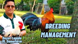 mula kay IDOL DOYET LAPIDO, ang NAKAKABILIB at very SUCCESSFUL BREEDING MANAGEMENT STYLE!