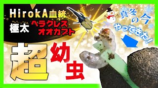 極太HirokA血統のヘラクレスオオカブトの幼虫が真冬の今遂にやってきた！極太血統ヘラクレスオオカブト90匹幼虫シリーズから100匹シリーズへと新たな仲間が参戦！！