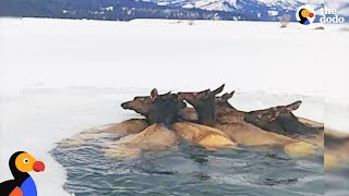 Herd of Elk Rescued After Falling Through Ice | The Dodo