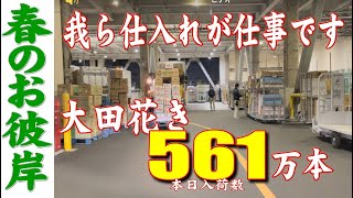 【お彼岸仕入れ】これが我々の仕事です。      「お花屋」 と言うか 「仲卸」です。  花を必要とするすべての方どうぞお越しください。