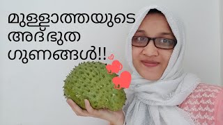 Soursop Fruit Health Benefits/Malayalam/മുള്ളാത്തയുടെ ആരോഗ്യ ഗുണങ്ങൾ.