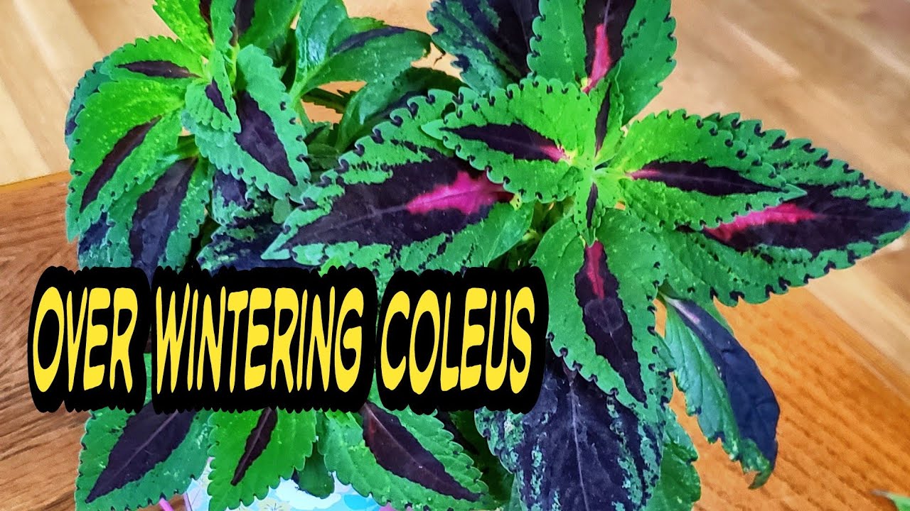 Overwintering Coleus Quick Tips Plus Seeds!!! - YouTube