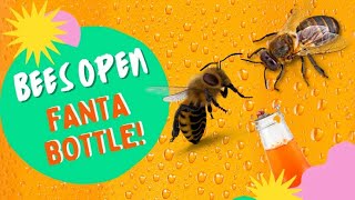 मधुमक्खियों ने खोली Fanta🍹Bottle #BeesOpenBottleFanta