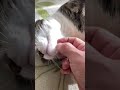 日向ぼっこ中の猫が可愛過ぎる　the cat in the sun is too cute